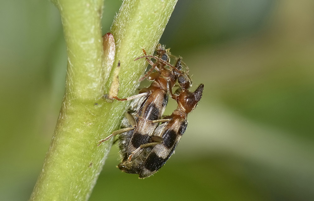 Anthicidae 5: Notoxus brachycerus